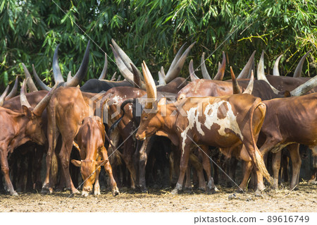 Flock of watusi in a zoo 89616749