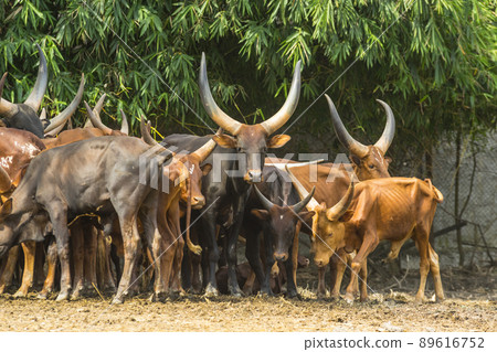 Flock of watusi in a zoo 89616752