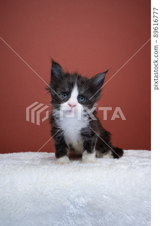 curious tuxedo maine coon kitten portrait 89616777