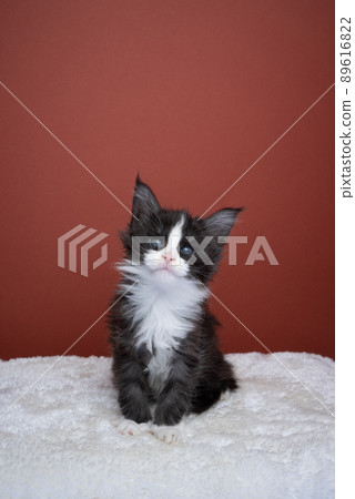 curious tuxedo maine coon kitten portrait with copy space 89616822