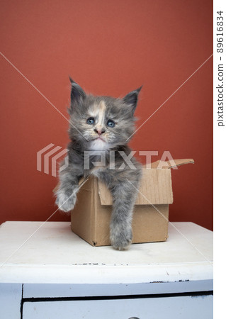 kitten inside of tiny cardboard box 89616834
