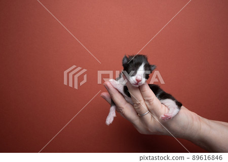 hand holding newborn black and white kitten with copy space 89616846