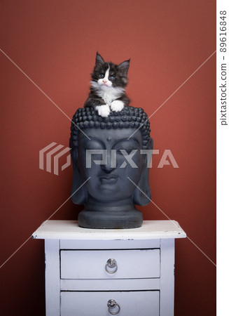 cute tuxedo maine coon kitten inside of empty buddha head 89616848
