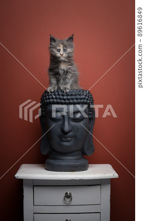 cute tortie maine coon kitten inside of empty buddha head 89616849