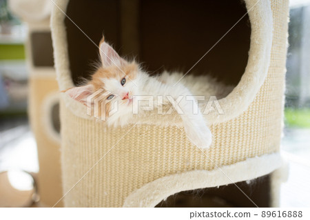 tired kitten resting inside of comfortable scratching barrel tired kitten resting inside of comfortable scratching barrel 89616888