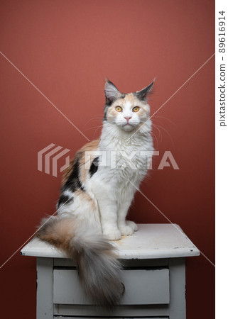 calico maine coon cat with fluffy tail portrait calico maine coon cat with fluffy tail portrait 89616914
