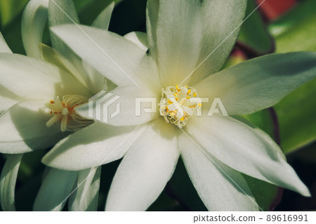 White cactus flowers macro, sunny day. Blossom floral background, selective focus White cactus flowers macro, sunny day. Blossom floral background, selective focus 89616991