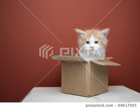 ginger kitten inside of small cardboard box ginger kitten inside of small cardboard box 89617005