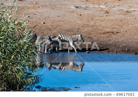 Zebras in Etosha National Park. 89617081