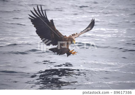 冬季在羅臼海岸狩獵白尾鷹- 冬季在羅臼海岸狩獵白尾鷹- 89617386