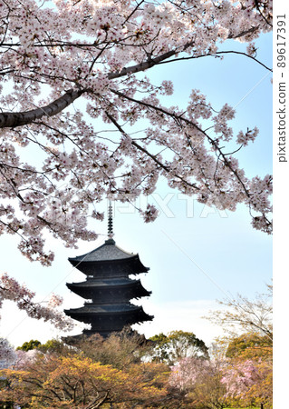 Shingon Buddhist Headquarters, Gokokuji Temple, Toji Temple (Five-storied Pagoda) [Kujo-cho, Minami-ku, Kyoto City, Kyoto Prefecture] 89617391