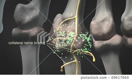 Collateral Nerve Branch 3d medical Collateral Nerve Branch 3d medical 89617668