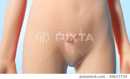 Female reproductive organ, sperm entering the canal Female reproductive organ, sperm entering the canal 89617739