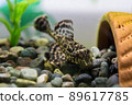 Selphin Pleco 89617785