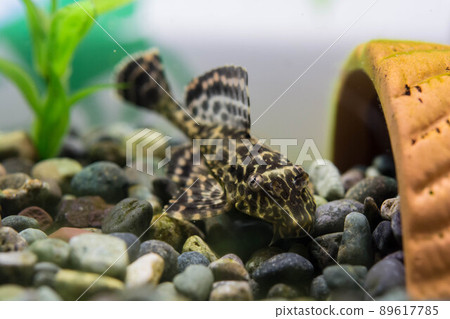 Selphin Pleco Selphin Pleco 89617785