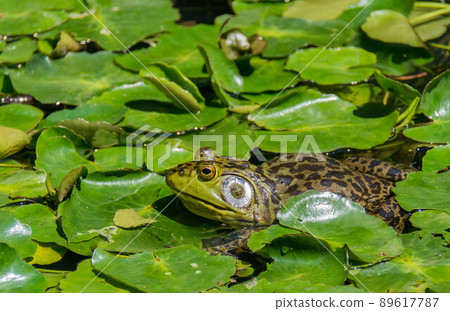 Bullfrog 89617787
