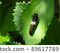 Stag beetle larva 89617789