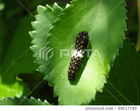 雄鹿甲蟲幼蟲 雄鹿甲蟲幼蟲 89617789