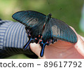 Callus Swallowtail 89617792