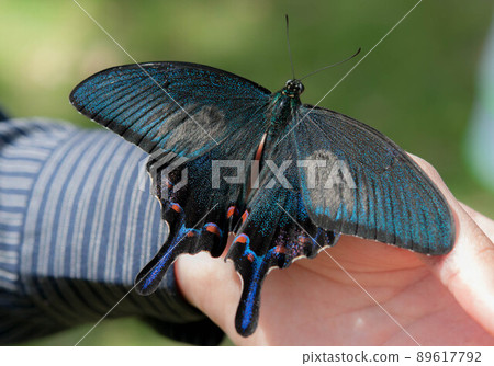 Callus Swallowtail Callus Swallowtail 89617792