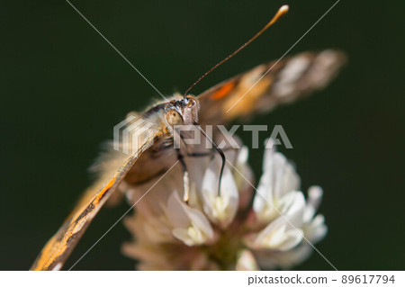 鯊魚的鬍子 鯊魚的鬍子 89617794
