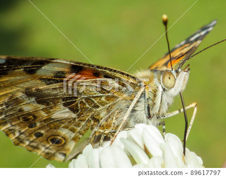 Shark's beard 89617797