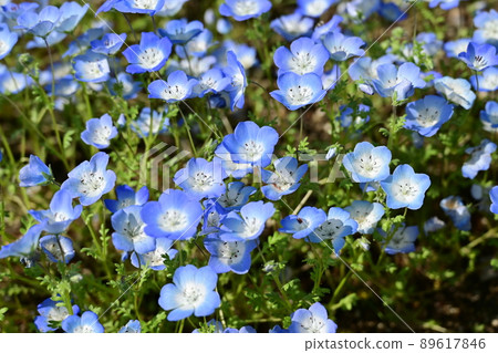 Nemophila開花季節 89617846