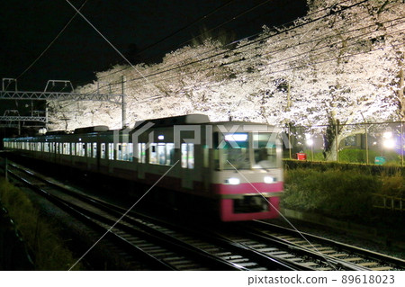Illuminated cherry blossom trees near Kunugiyama Station on the Shin-Keisei Line, Kunugiyama, Kamagaya City, Chiba Prefecture Illuminated cherry blossom trees near Kunugiyama Station on the Shin-Keisei Line, Kunugiyama, Kamagaya City, Chiba Prefecture 89618023
