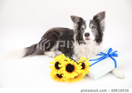 Sunflower bouquet, gift box and black and white border collie 89618036