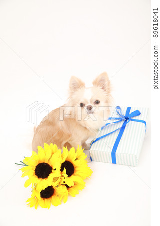 A bouquet of sunflowers, a gift box and a cream-colored long coat Chihuahua A bouquet of sunflowers, a gift box and a cream-colored long coat Chihuahua 89618041