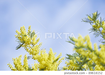 Mimosa flowers Mimosa flowers 89618152