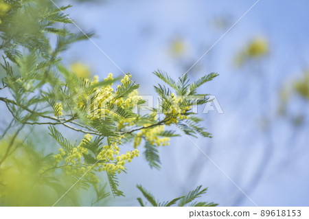 含羞草花 含羞草花 89618153