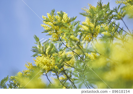 Mimosa flowers Mimosa flowers 89618154