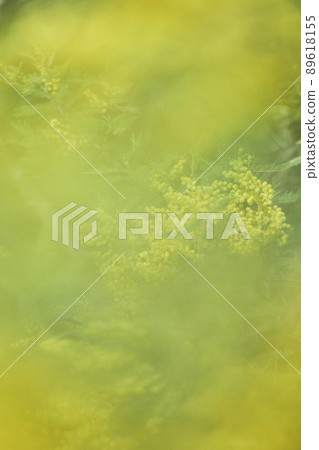 Mimosa flowers Mimosa flowers 89618155
