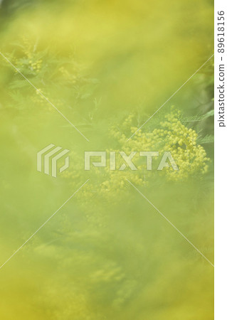 Mimosa flowers Mimosa flowers 89618156