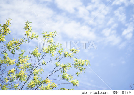 Mimosa flowers 89618159