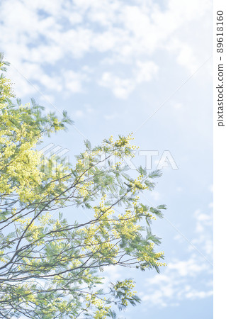 含羞草花 89618160