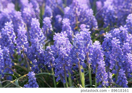 葡萄 葡萄 89618161