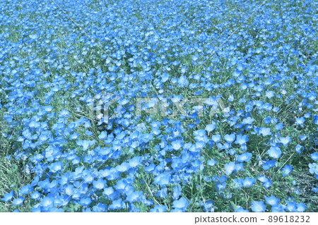 Nemophila 花開遍地 Nemophila 花開遍地 89618232