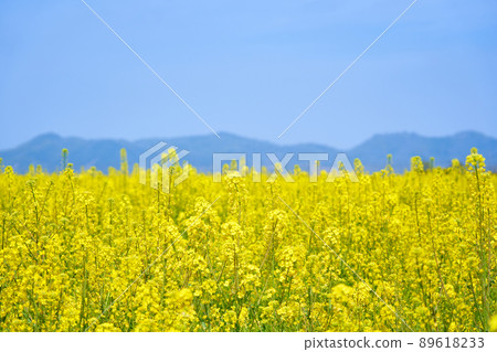 笠岡市道站灣農場的油菜田 笠岡市道站灣農場的油菜田 89618233