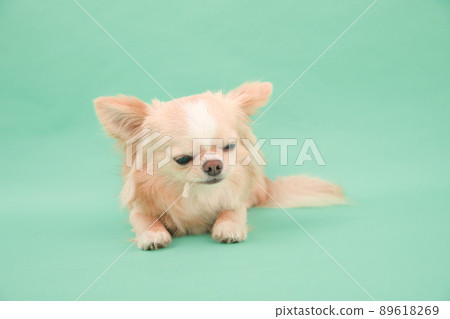 Cream-colored long-haired chihuahua that you can get from the owner of toothpaste gum for dogs 89618269
