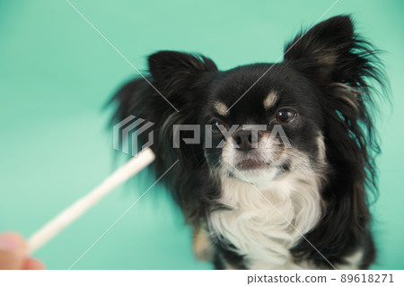 Black and Tan long coat Chihuahua that you can get toothpaste gum for dogs from the owner 89618271