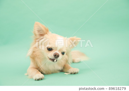 Cream-colored long-haired chihuahua that you can get from the owner of toothpaste gum for dogs 89618279