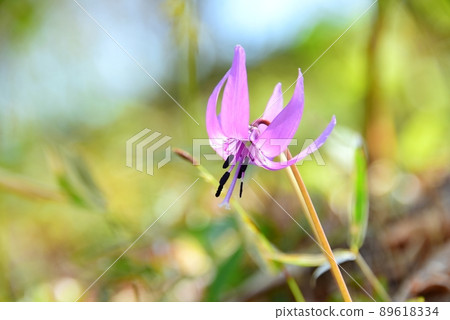 Japanese erythronium flowers at Rokko Alpine Botanical Garden 89618334