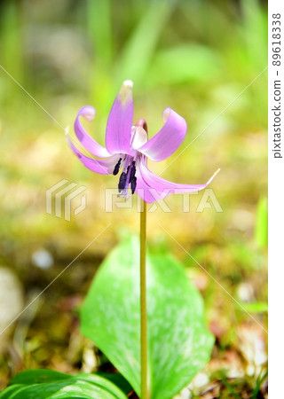 六甲高山植物園的日本刺桐花 89618338