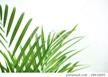 green fresh tropical houseplant palm leaves with blurred white wall background green fresh tropical houseplant palm leaves with blurred white wall background 89618695