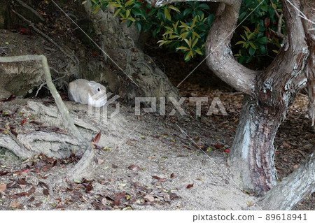 European rabbits on Okunoshima, Takehara City, Hiroshima Prefecture European rabbits on Okunoshima, Takehara City, Hiroshima Prefecture 89618941