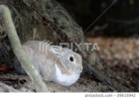 European rabbits on Okunoshima, Takehara City, Hiroshima Prefecture European rabbits on Okunoshima, Takehara City, Hiroshima Prefecture 89618942