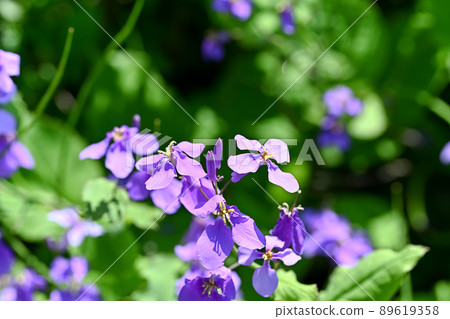 Murasakihanana 89619358