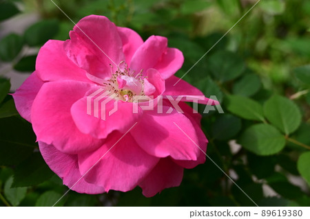 Rose care free wonder flower 89619380